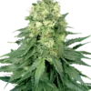 White Widow Regular Seeds