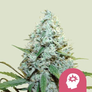 AMG - Amnesia Mac Ganja Seeds