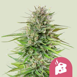 Blue Cheese Seeds