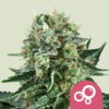 Bubble Kush Seeds