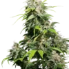 California Indica Seeds