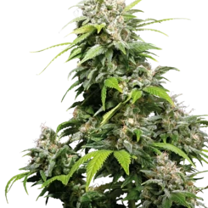 California Indica Seeds