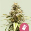 Chocolate Haze Seeds