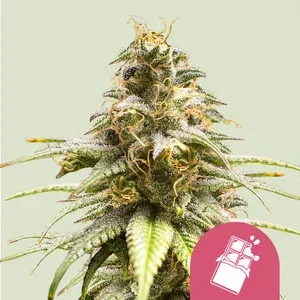 Chocolate Haze Seeds