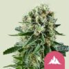 Critical Kush Seeds