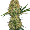 Hindu Kush Seeds