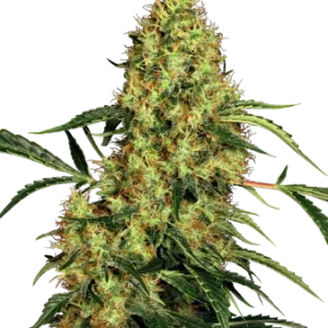 Mexican Sativa Seeds