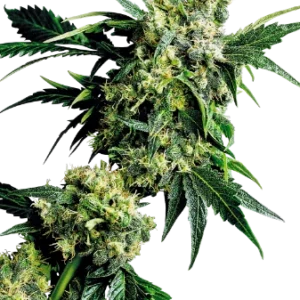 Mr. Nice G13 x Hash Plant Seeds