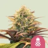 Pineapple Kush Seeds