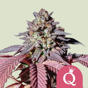 Purple Queen Seeds