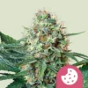 Royal Cookies Seeds