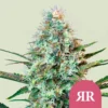 Royal Runtz Seeds