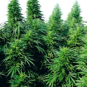 Ruderalis Skunk Seeds