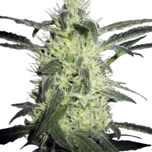 Silver Haze Seeds