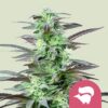 Skunk XL Seeds