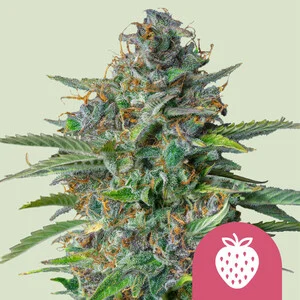 Strawberry Cough Seeds