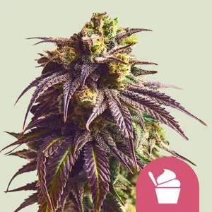 Sundae Driver Seeds