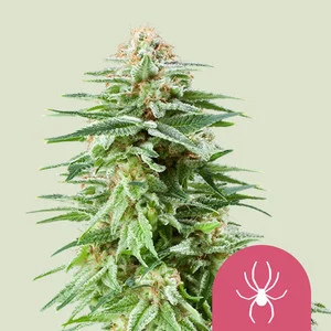 White Widow Seeds